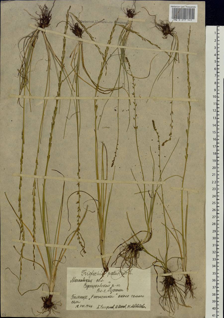 Triglochin palustris L., Eastern Europe, Moscow region (E4a) (Russia)