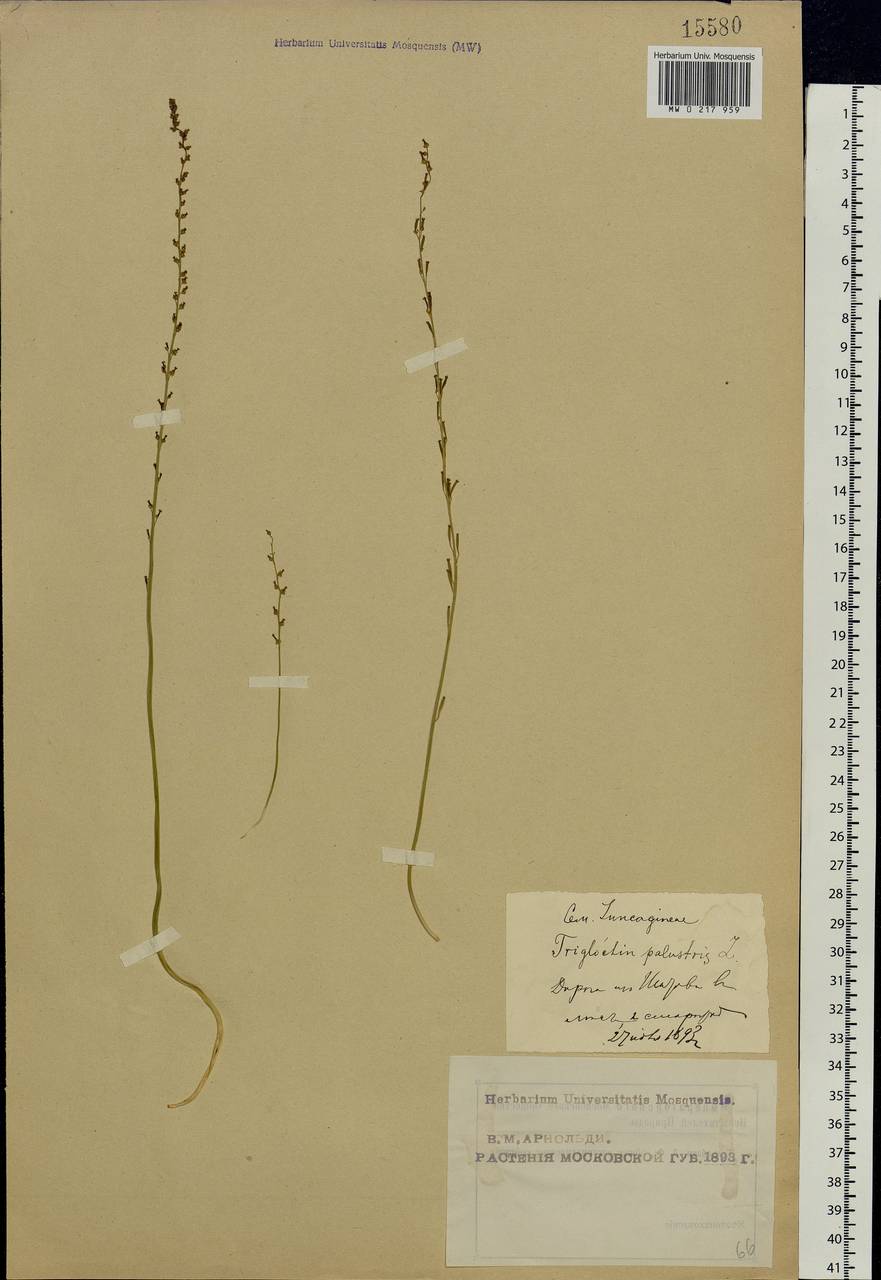 Triglochin palustris L., Eastern Europe, Moscow region (E4a) (Russia)