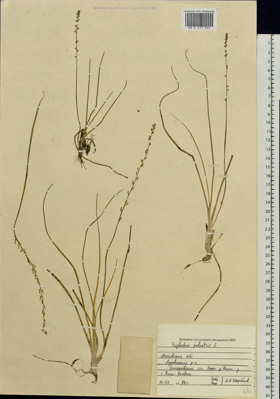 Triglochin palustris L., Eastern Europe, Moscow region (E4a) (Russia)