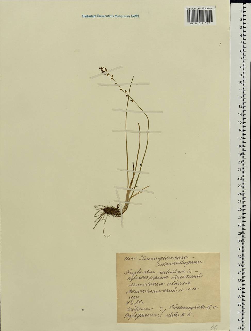 Triglochin palustris L., Eastern Europe, Moscow region (E4a) (Russia)