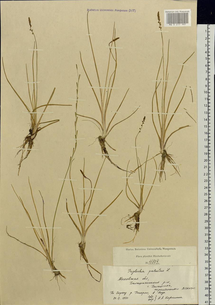 Triglochin palustris L., Eastern Europe, Moscow region (E4a) (Russia)