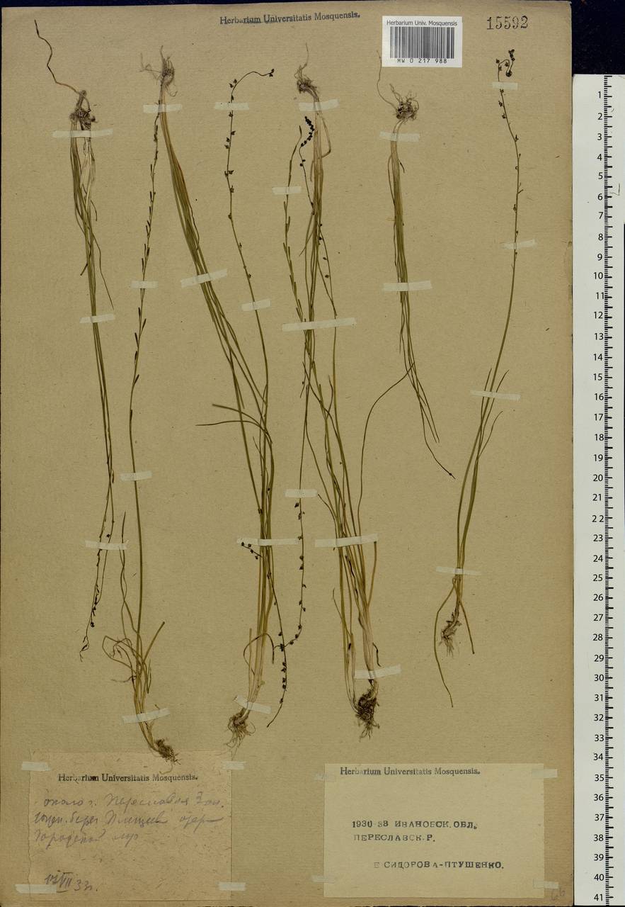 Triglochin palustris L., Eastern Europe, Central forest region (E5) (Russia)