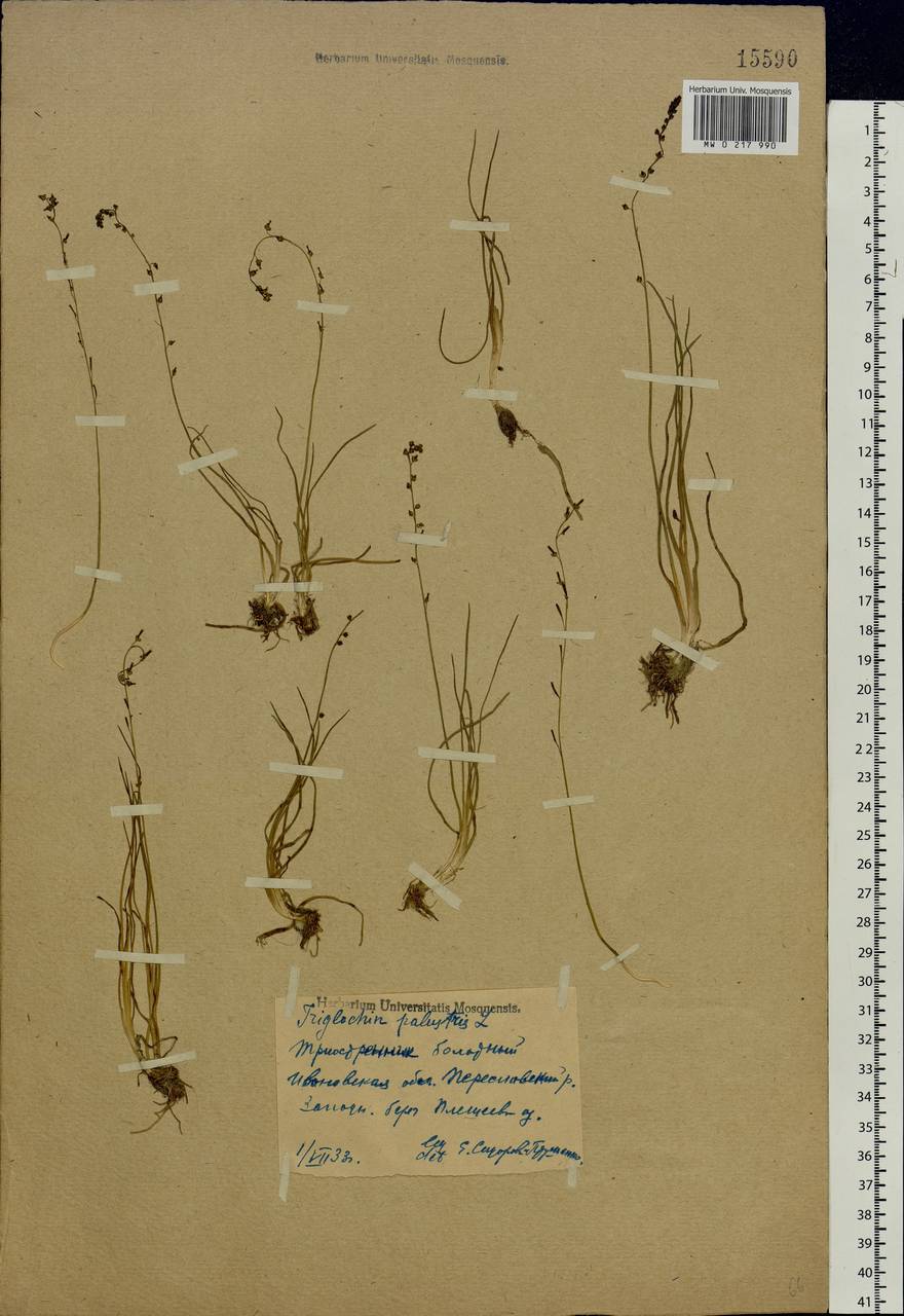 Triglochin palustris L., Eastern Europe, Central forest region (E5) (Russia)