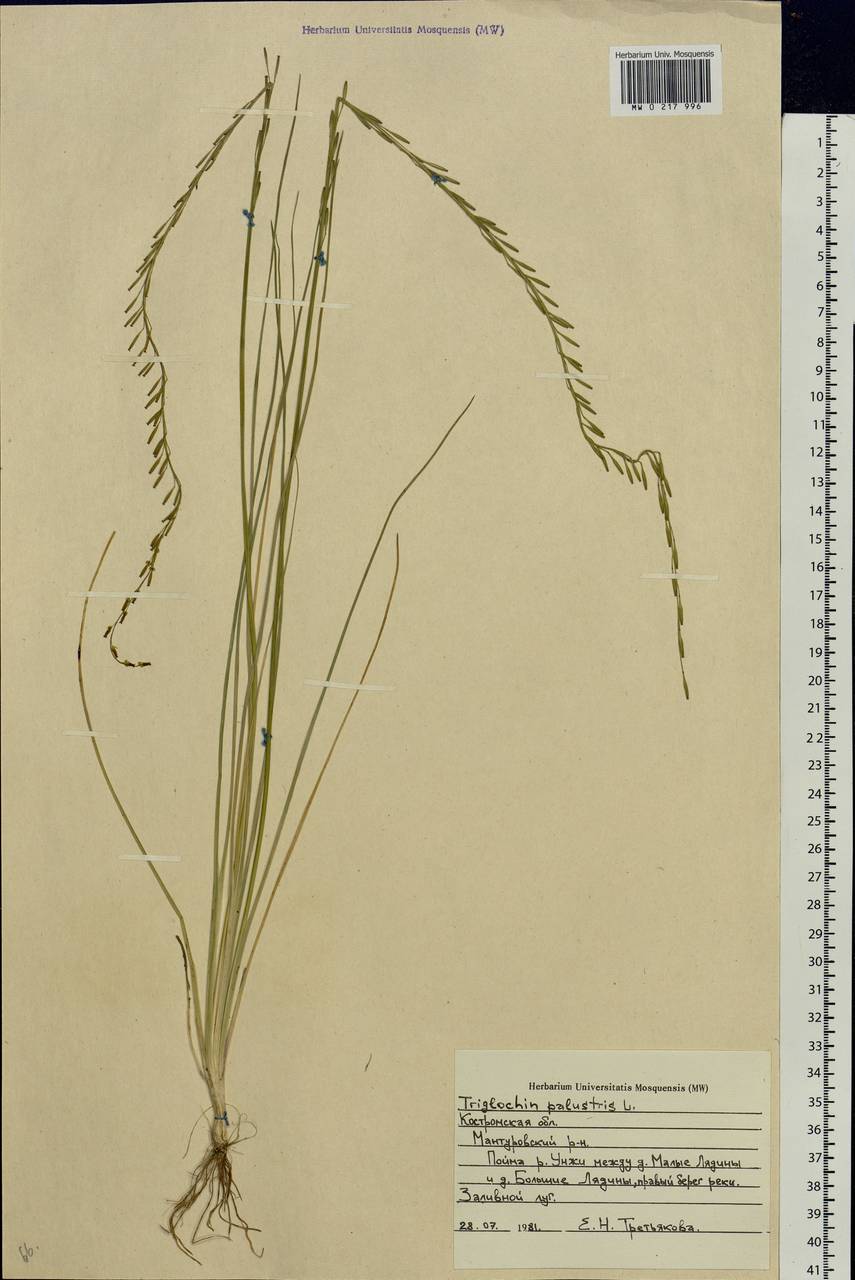 Triglochin palustris L., Eastern Europe, Central forest region (E5) (Russia)