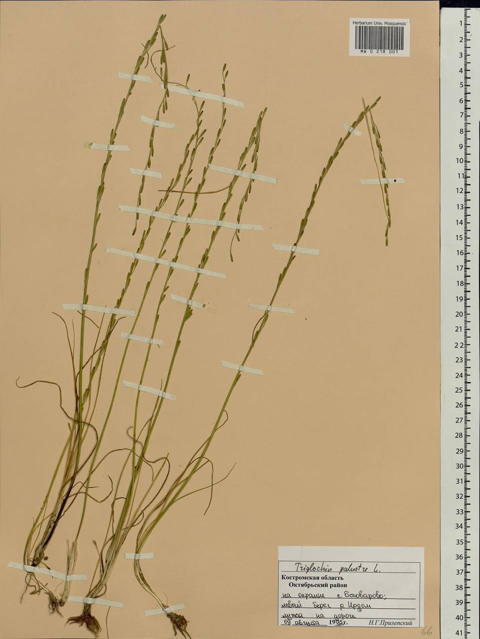 Triglochin palustris L., Eastern Europe, Central forest region (E5) (Russia)