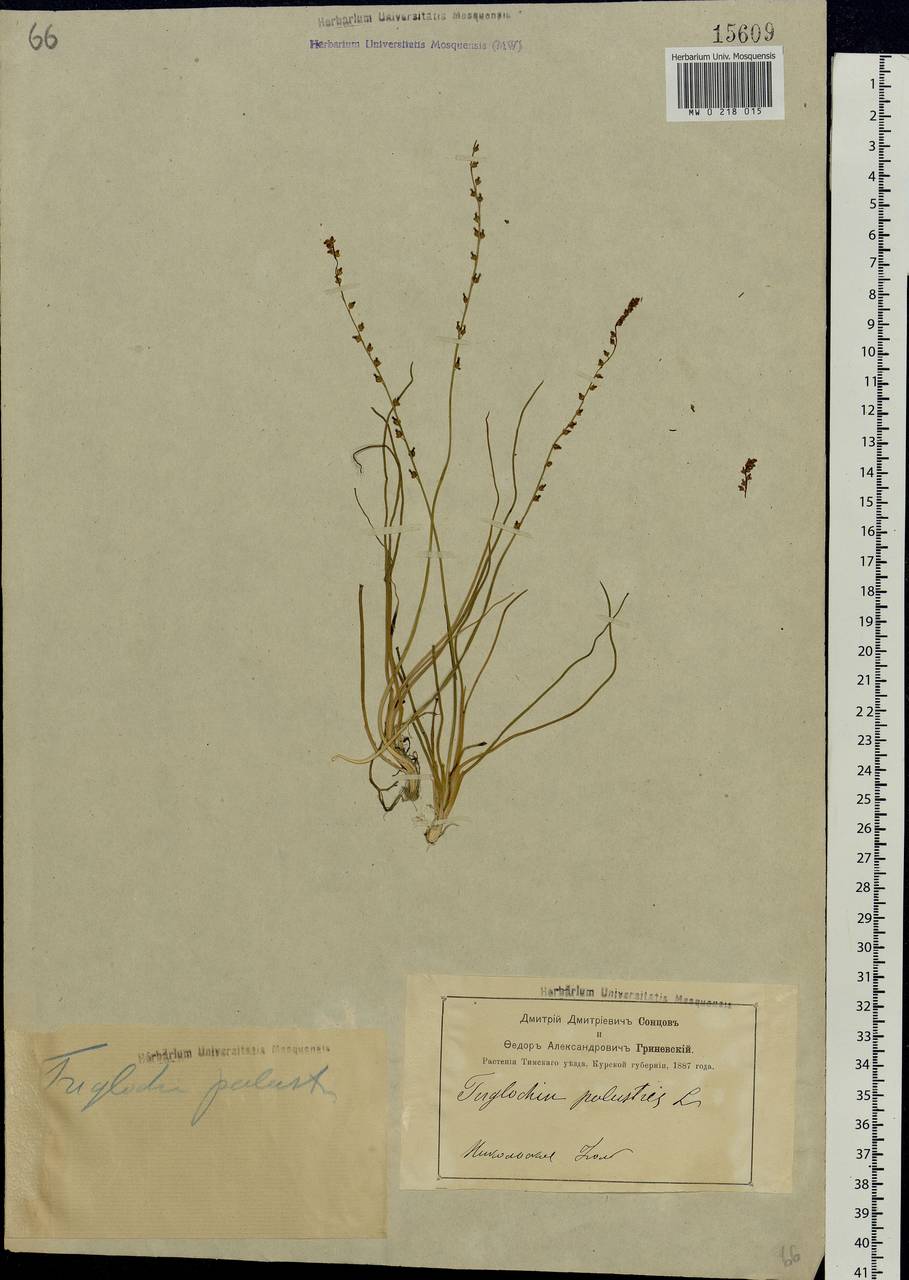 Triglochin palustris L., Eastern Europe, Central forest-and-steppe region (E6) (Russia)