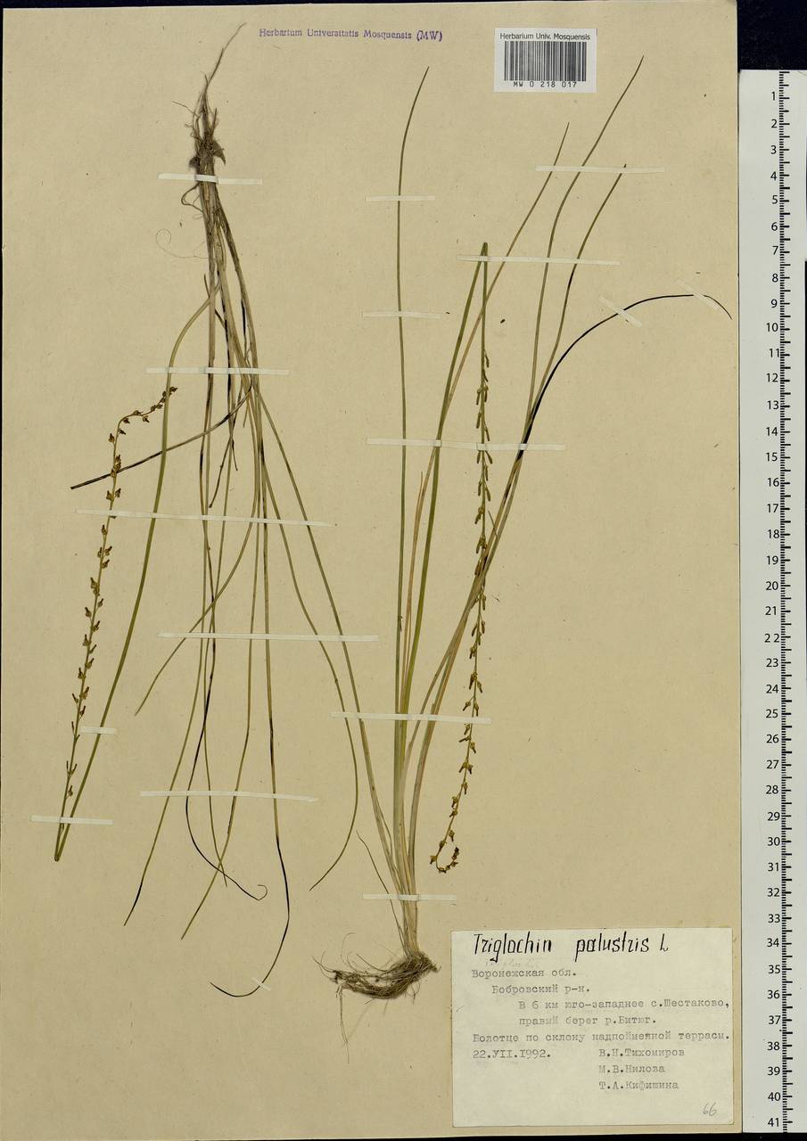Triglochin palustris L., Eastern Europe, Central forest-and-steppe region (E6) (Russia)