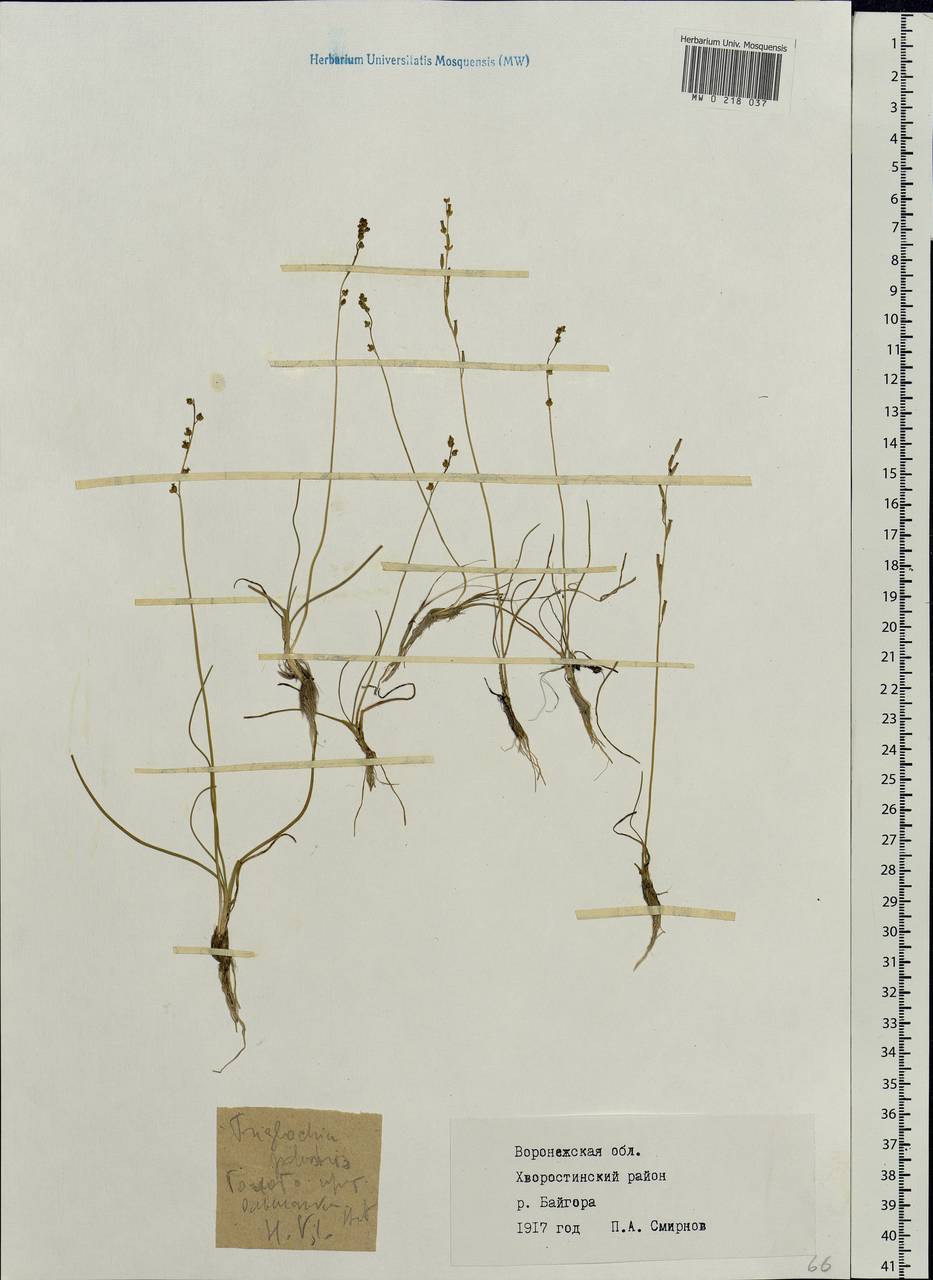 Triglochin palustris L., Eastern Europe, Central forest-and-steppe region (E6) (Russia)