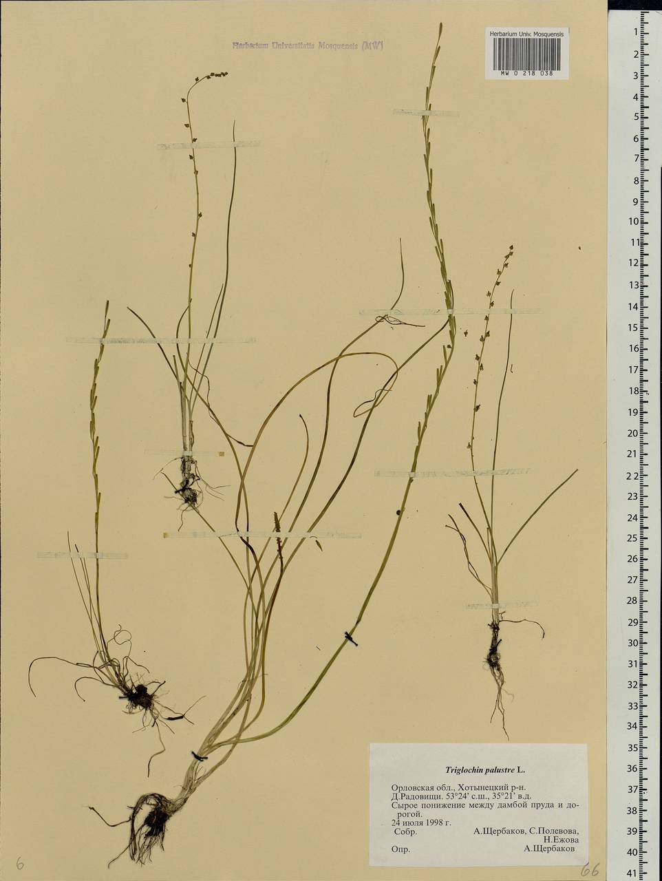 Triglochin palustris L., Eastern Europe, Central forest-and-steppe region (E6) (Russia)