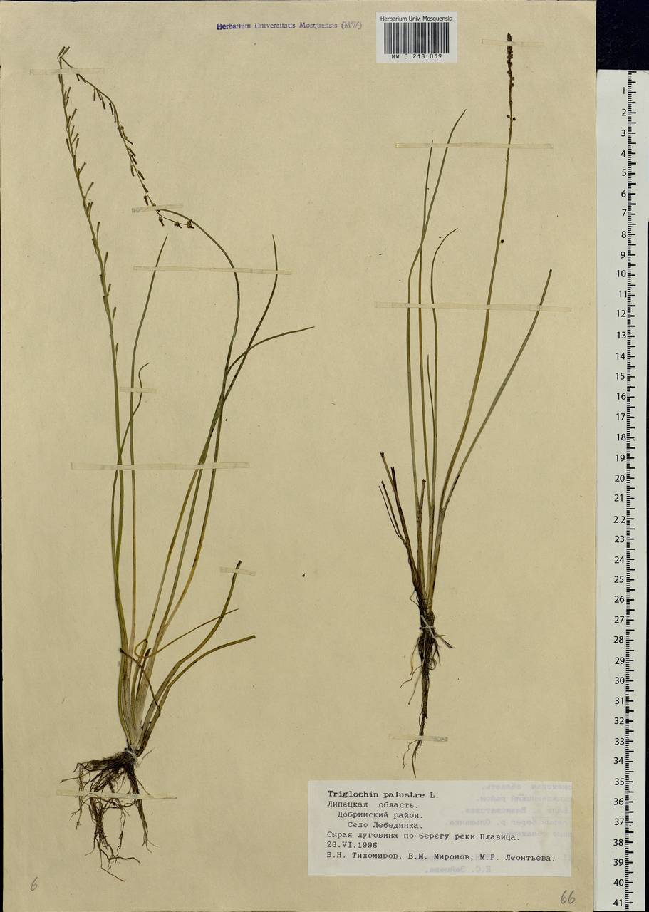 Triglochin palustris L., Eastern Europe, Central forest-and-steppe region (E6) (Russia)