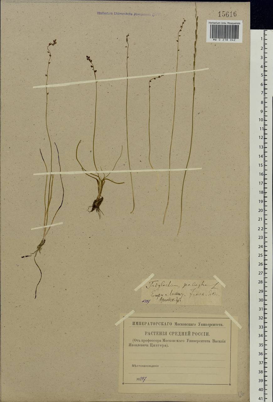 Triglochin palustris L., Eastern Europe, Central forest-and-steppe region (E6) (Russia)