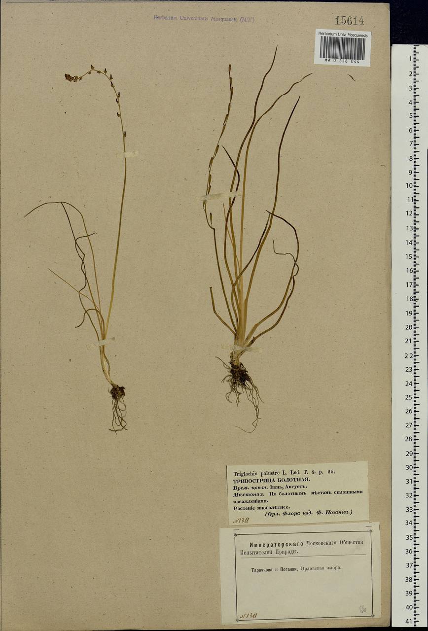 Triglochin palustris L., Eastern Europe, Central forest-and-steppe region (E6) (Russia)