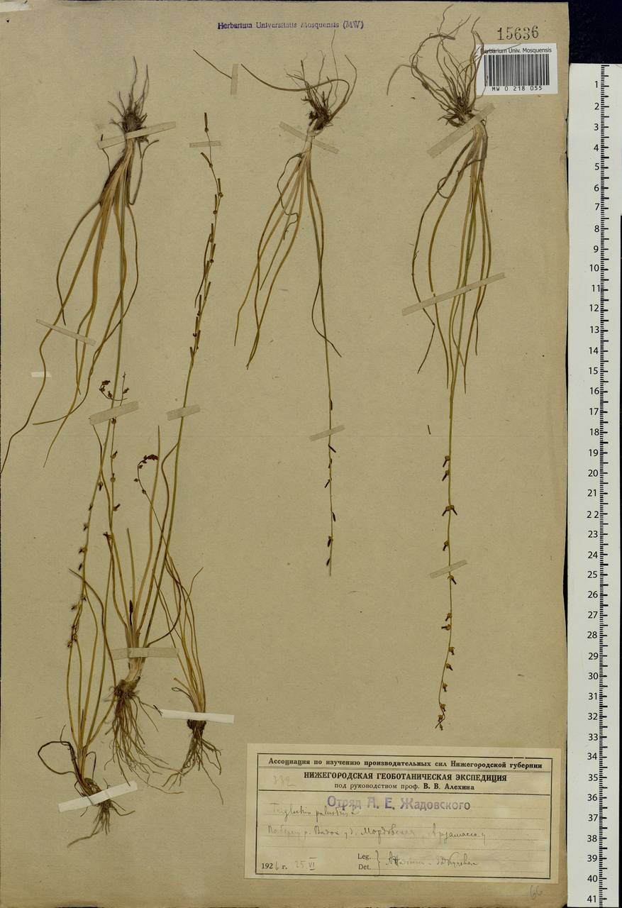 Triglochin palustris L., Eastern Europe, Volga-Kama region (E7) (Russia)