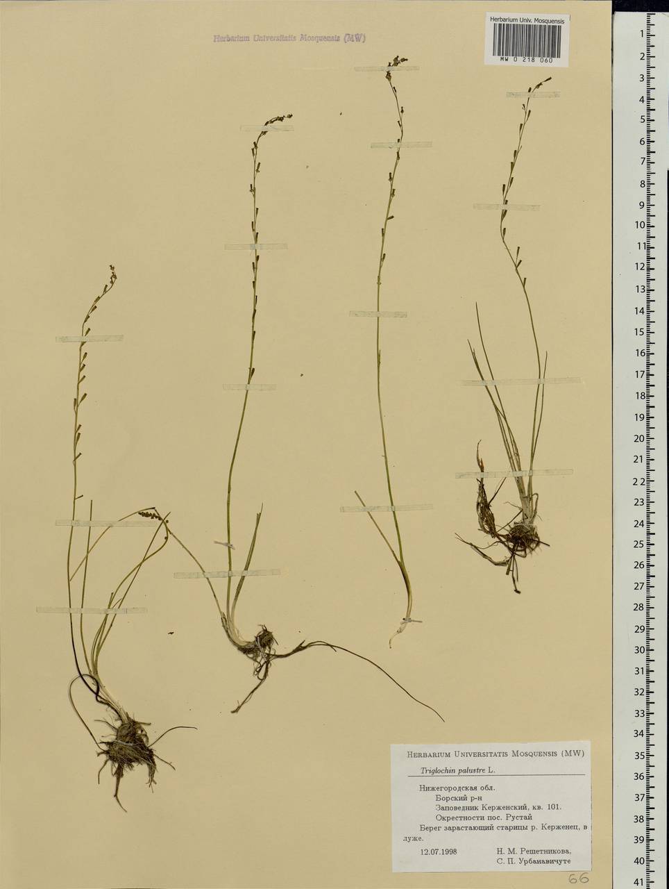 Triglochin palustris L., Eastern Europe, Volga-Kama region (E7) (Russia)