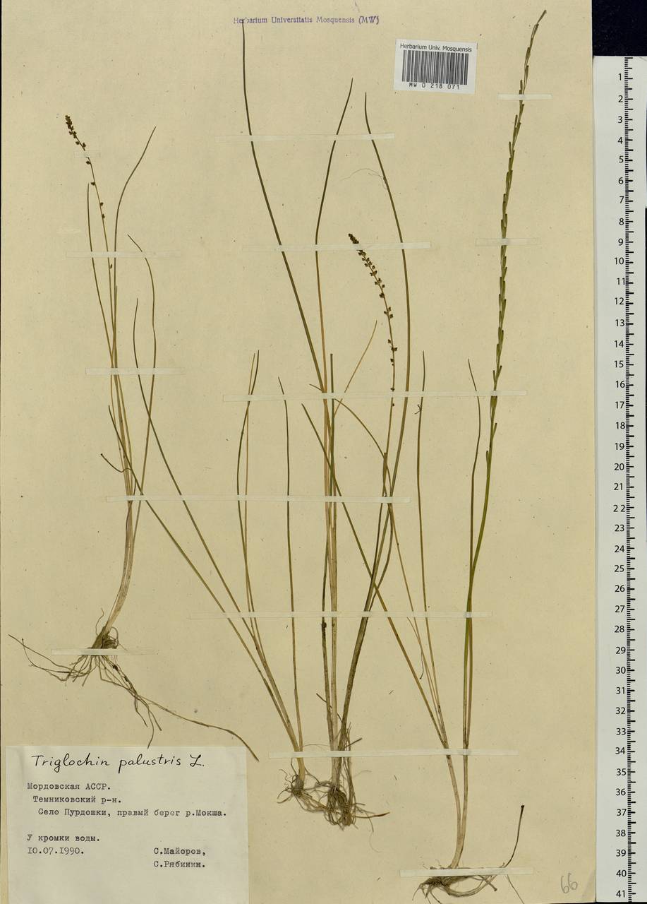 Triglochin palustris L., Eastern Europe, Middle Volga region (E8) (Russia)