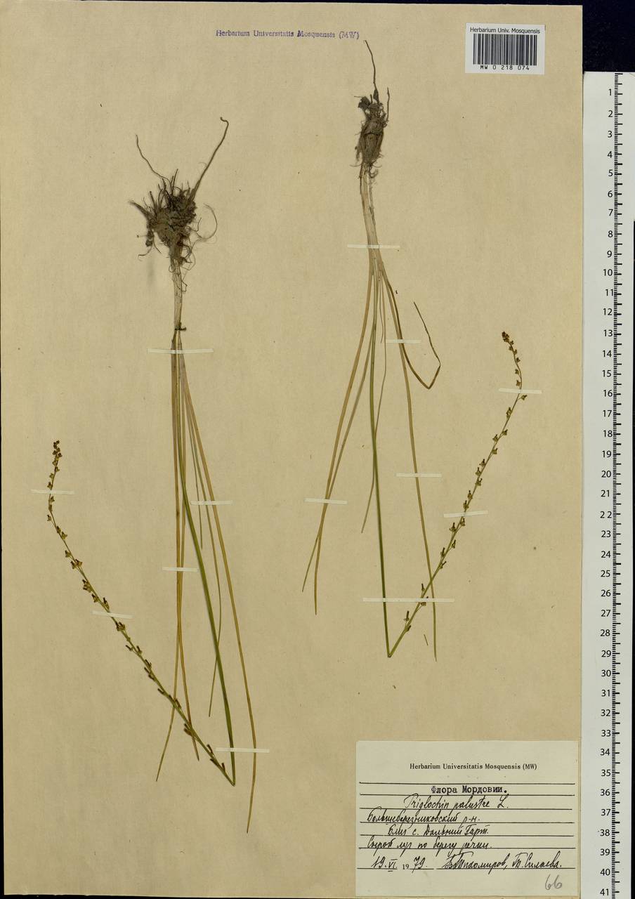 Triglochin palustris L., Eastern Europe, Middle Volga region (E8) (Russia)