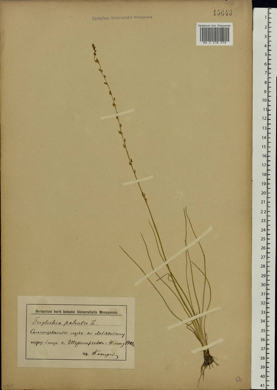Triglochin palustris L., Eastern Europe, Lower Volga region (E9) (Russia)