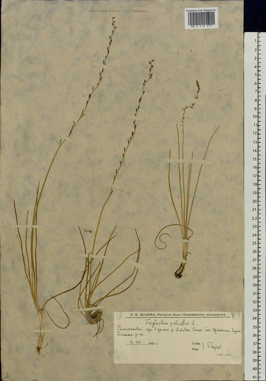 Triglochin palustris L., Eastern Europe, Lower Volga region (E9) (Russia)