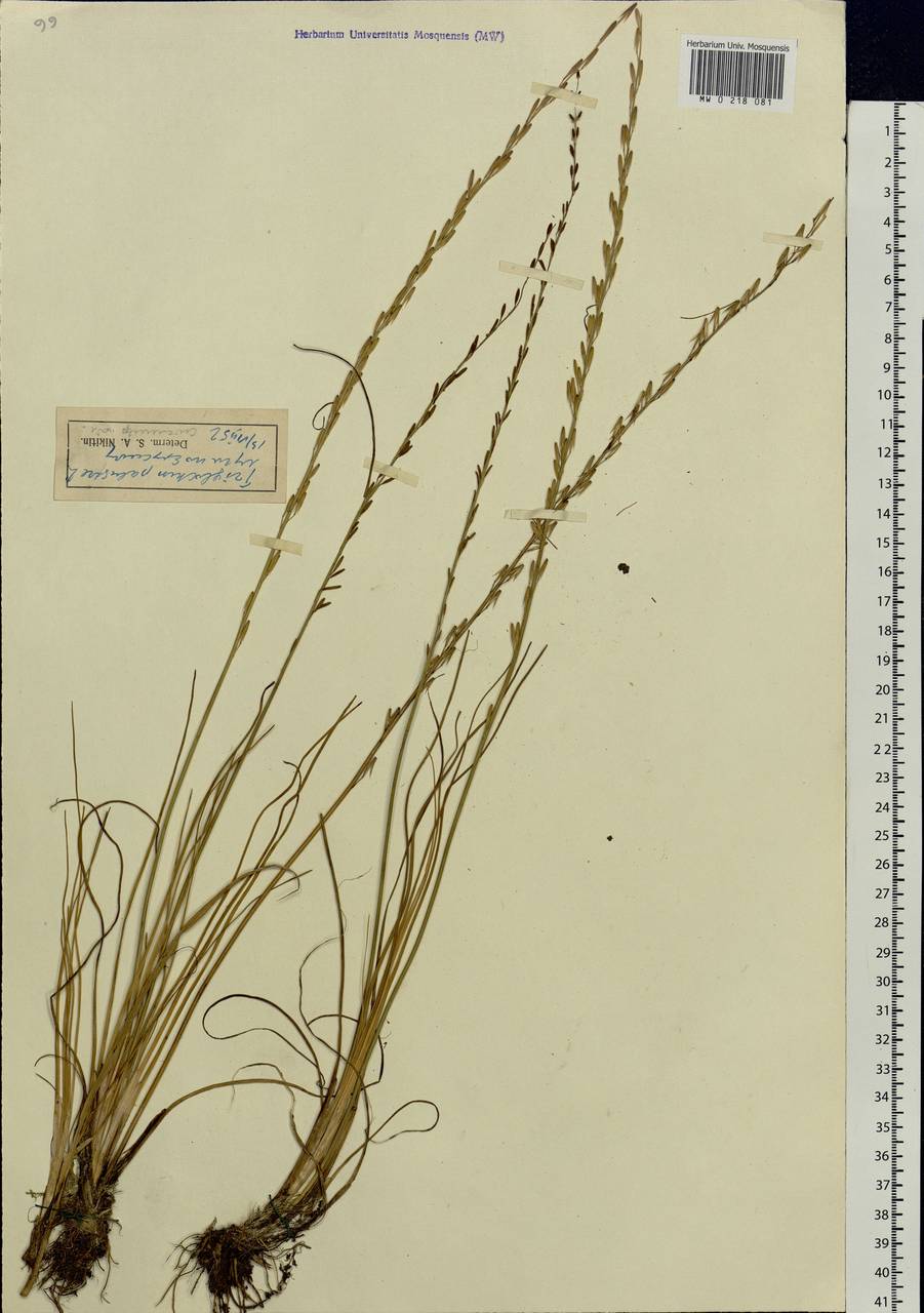 Triglochin palustris L., Eastern Europe, Lower Volga region (E9) (Russia)