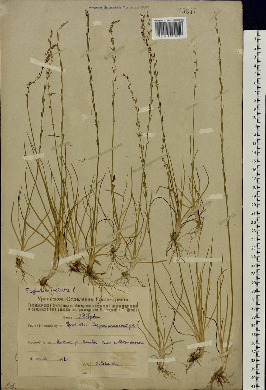 Triglochin palustris L., Eastern Europe, Eastern region (E10) (Russia)