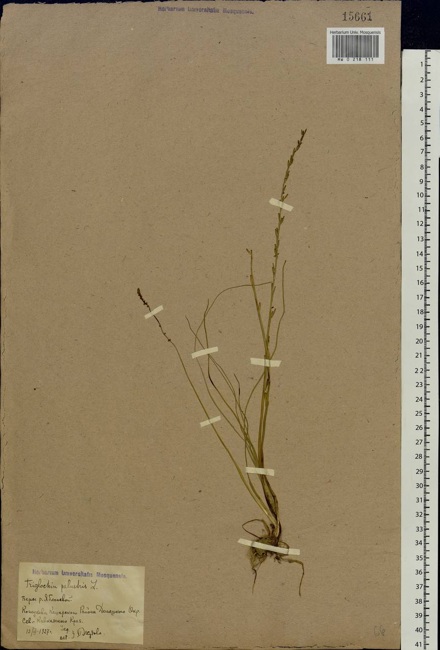 Triglochin palustris L., Eastern Europe, Rostov Oblast (E12a) (Russia)