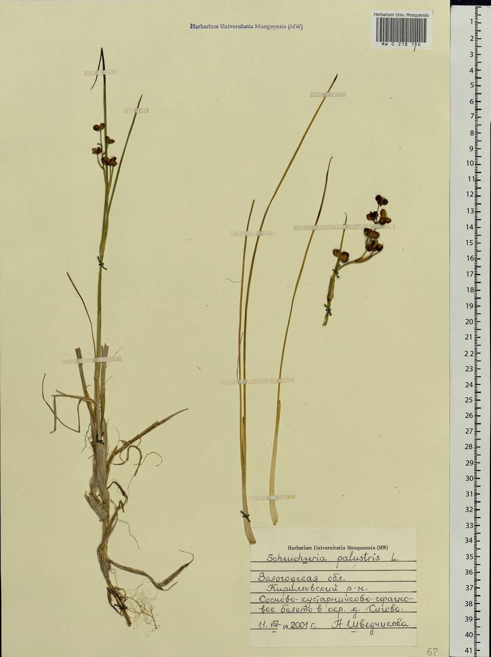 Scheuchzeria palustris L., Eastern Europe, Northern region (E1) (Russia)