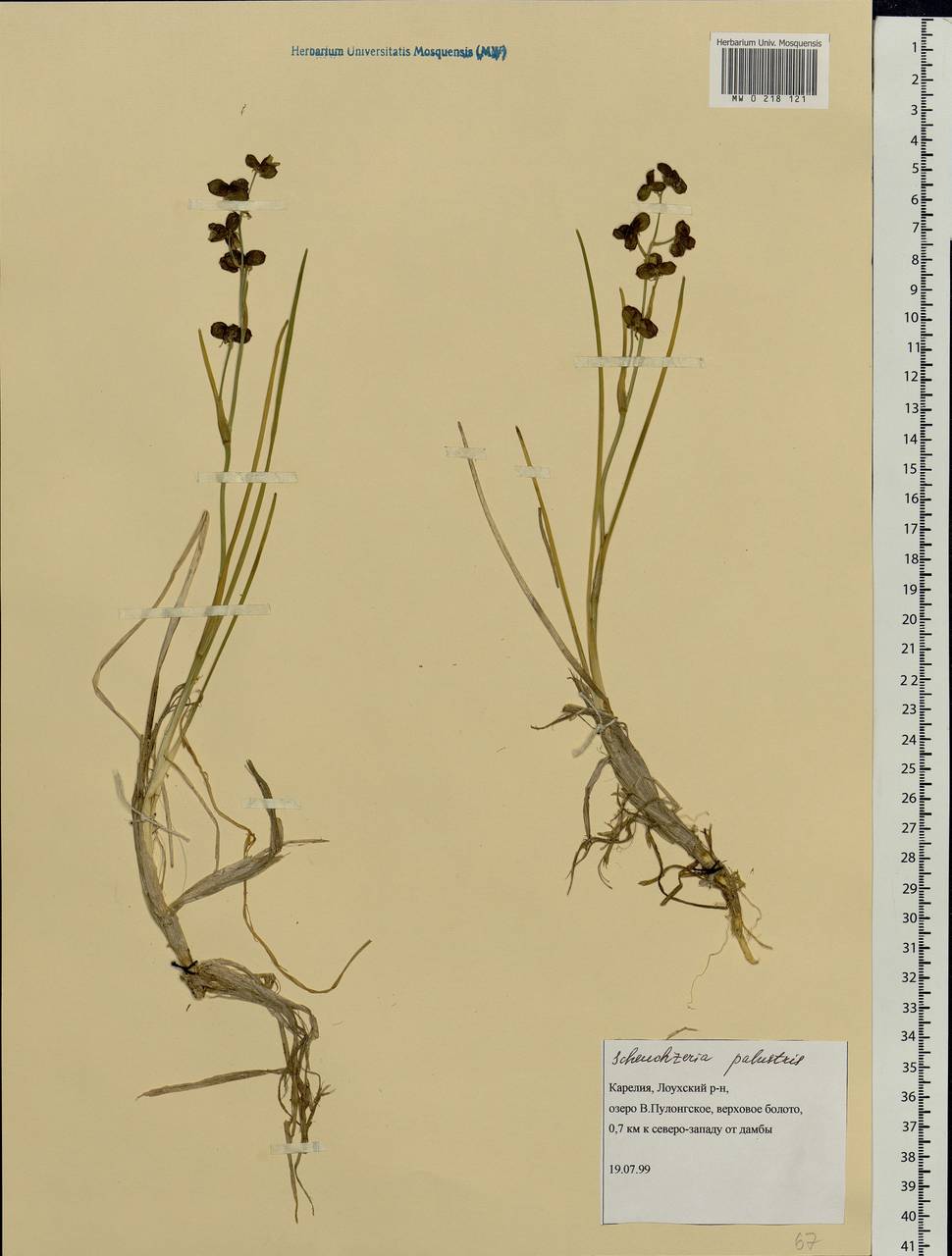 Scheuchzeria palustris L., Eastern Europe, Northern region (E1) (Russia)