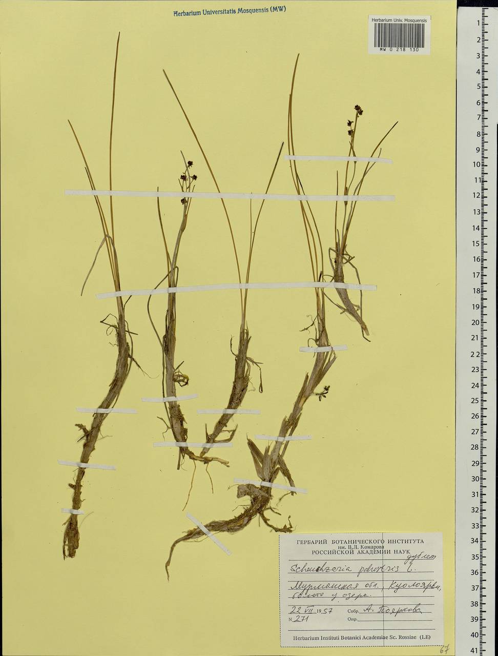 Scheuchzeria palustris L., Eastern Europe, Northern region (E1) (Russia)