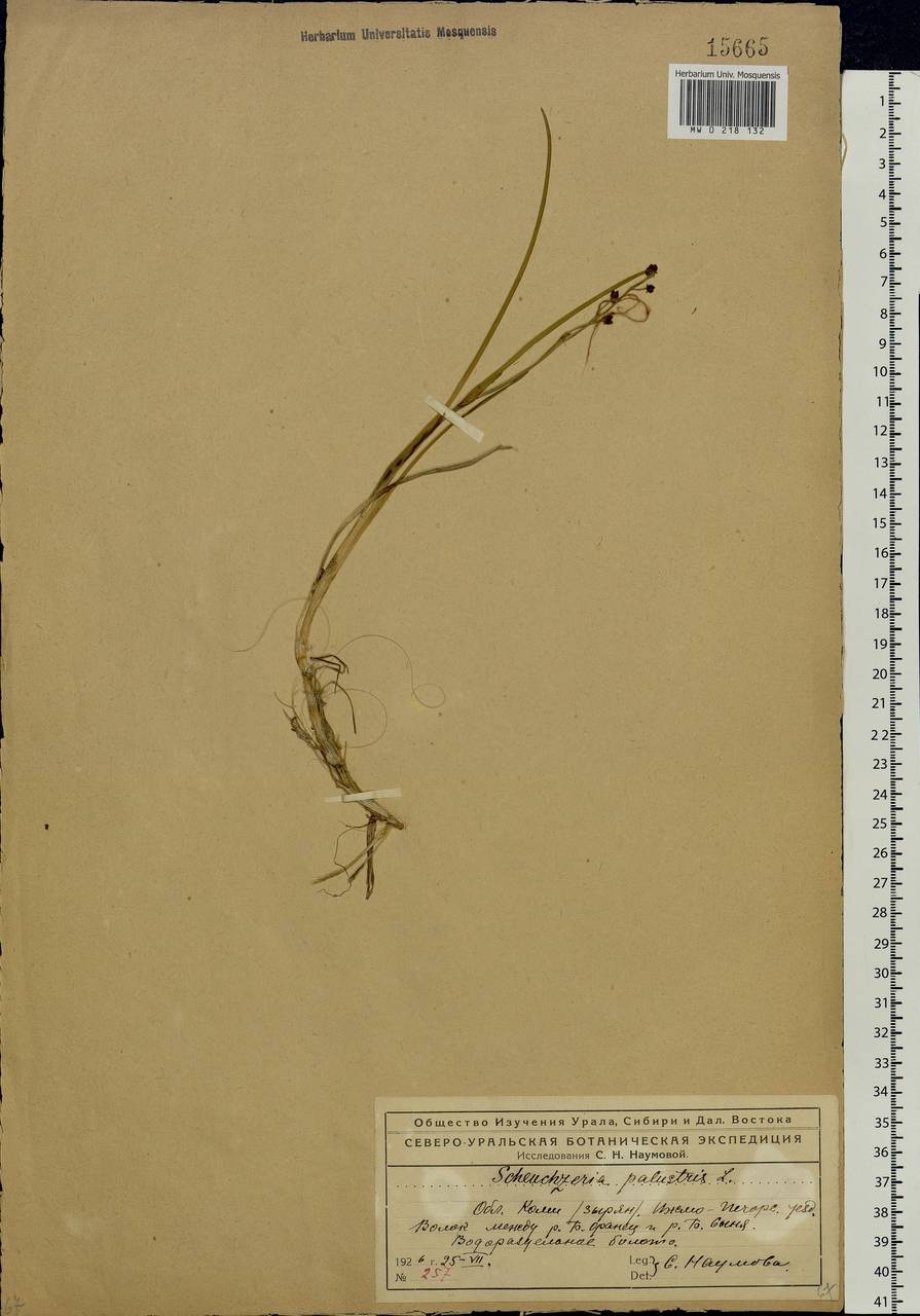 Scheuchzeria palustris L., Eastern Europe, Northern region (E1) (Russia)