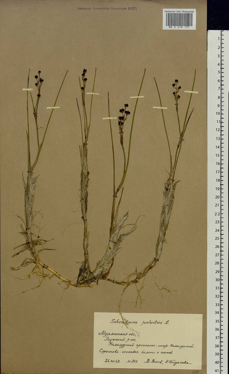 Scheuchzeria palustris L., Eastern Europe, Northern region (E1) (Russia)