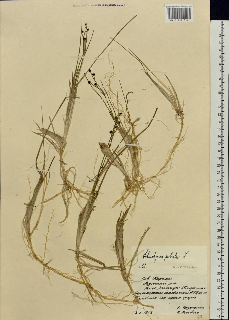 Scheuchzeria palustris L., Eastern Europe, Northern region (E1) (Russia)