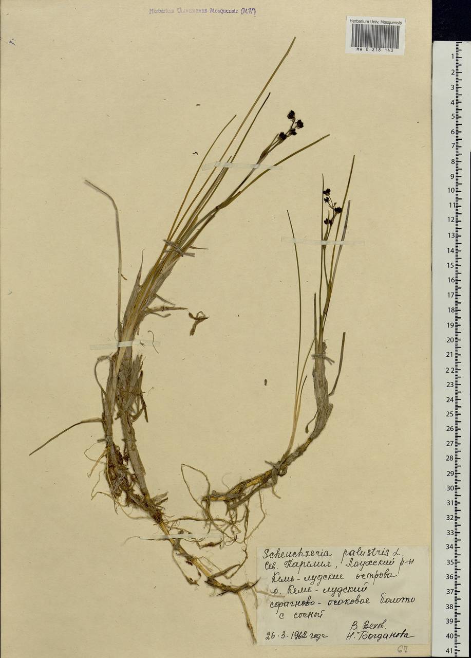 Scheuchzeria palustris L., Eastern Europe, Northern region (E1) (Russia)