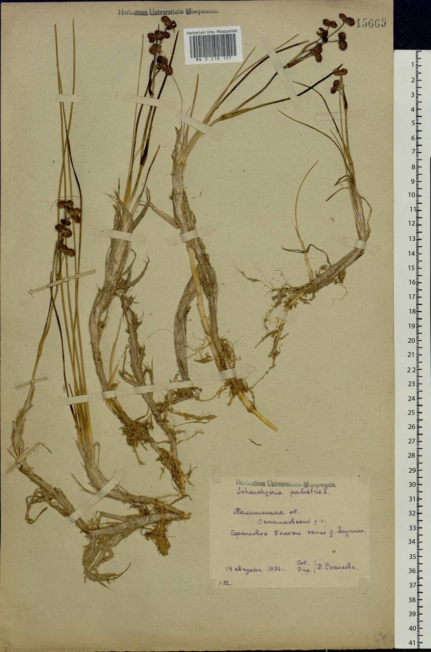 Scheuchzeria palustris L., Eastern Europe, North-Western region (E2) (Russia)