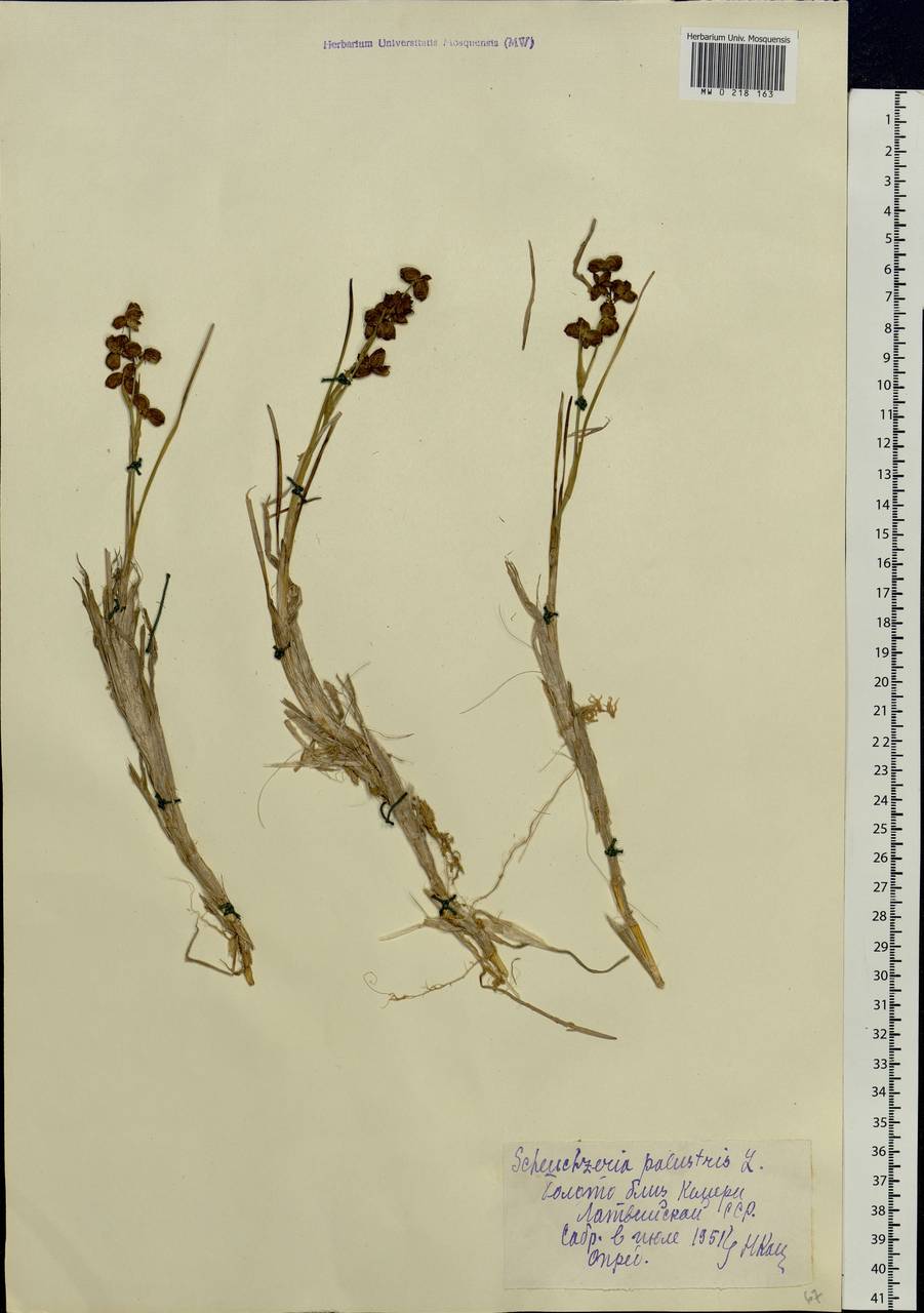 Scheuchzeria palustris L., Eastern Europe, Latvia (E2b) (Latvia)