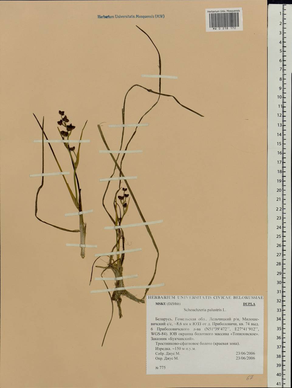 Scheuchzeria palustris L., Eastern Europe, Belarus (E3a) (Belarus)