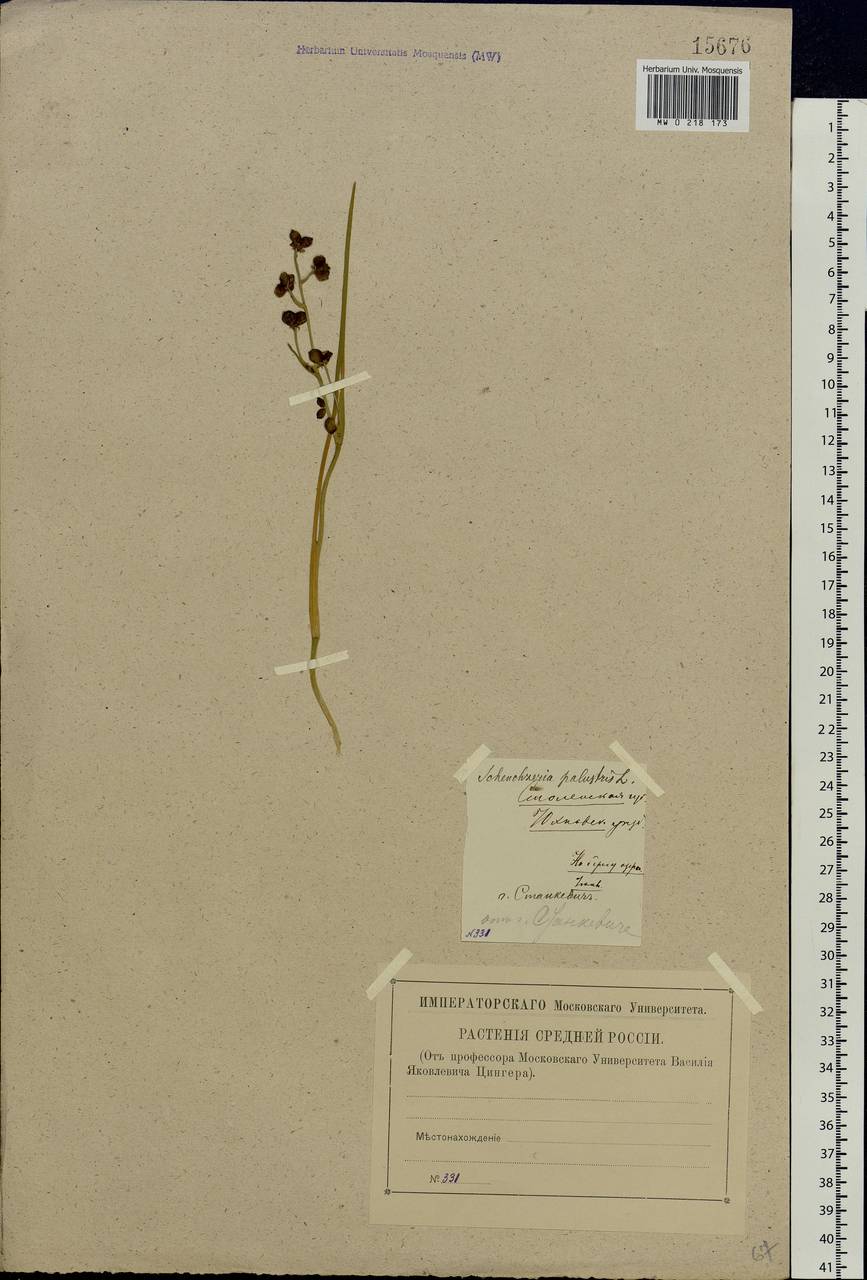 Scheuchzeria palustris L., Eastern Europe, Central region (E4) (Russia)