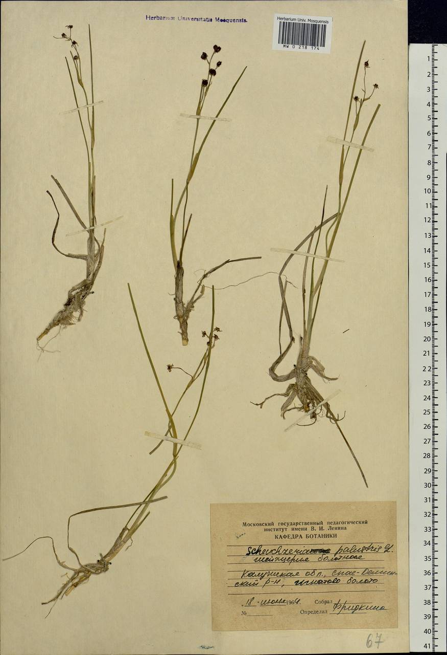 Scheuchzeria palustris L., Eastern Europe, Central region (E4) (Russia)