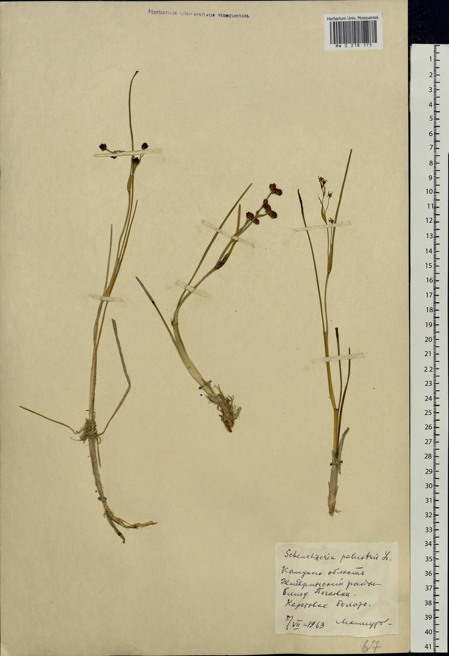 Scheuchzeria palustris L., Eastern Europe, Central region (E4) (Russia)