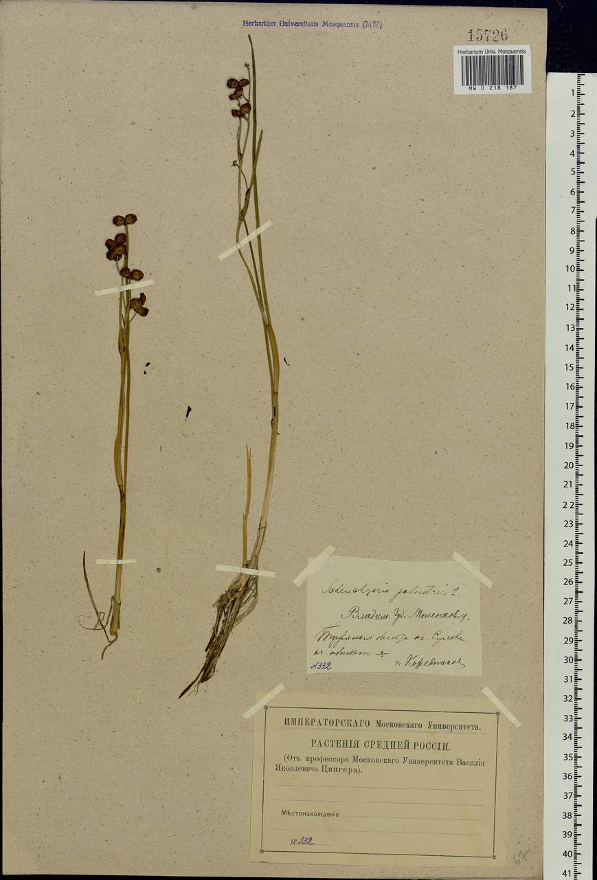 Scheuchzeria palustris L., Eastern Europe, Central region (E4) (Russia)