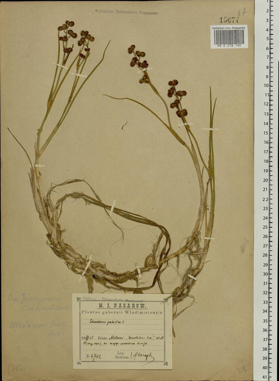 Scheuchzeria palustris L., Eastern Europe, Central region (E4) (Russia)