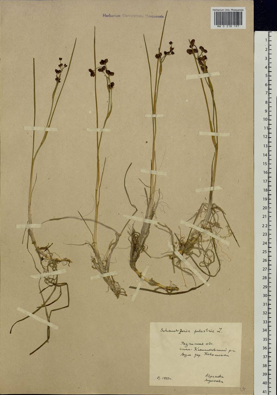 Scheuchzeria palustris L., Eastern Europe, Central region (E4) (Russia)