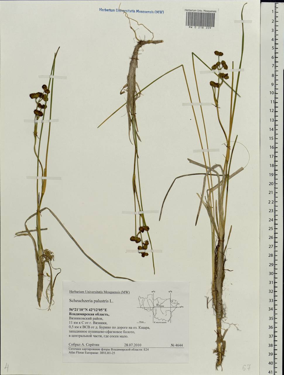 Scheuchzeria palustris L., Eastern Europe, Central region (E4) (Russia)