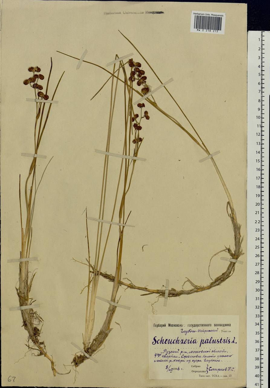 Scheuchzeria palustris L., Eastern Europe, Moscow region (E4a) (Russia)