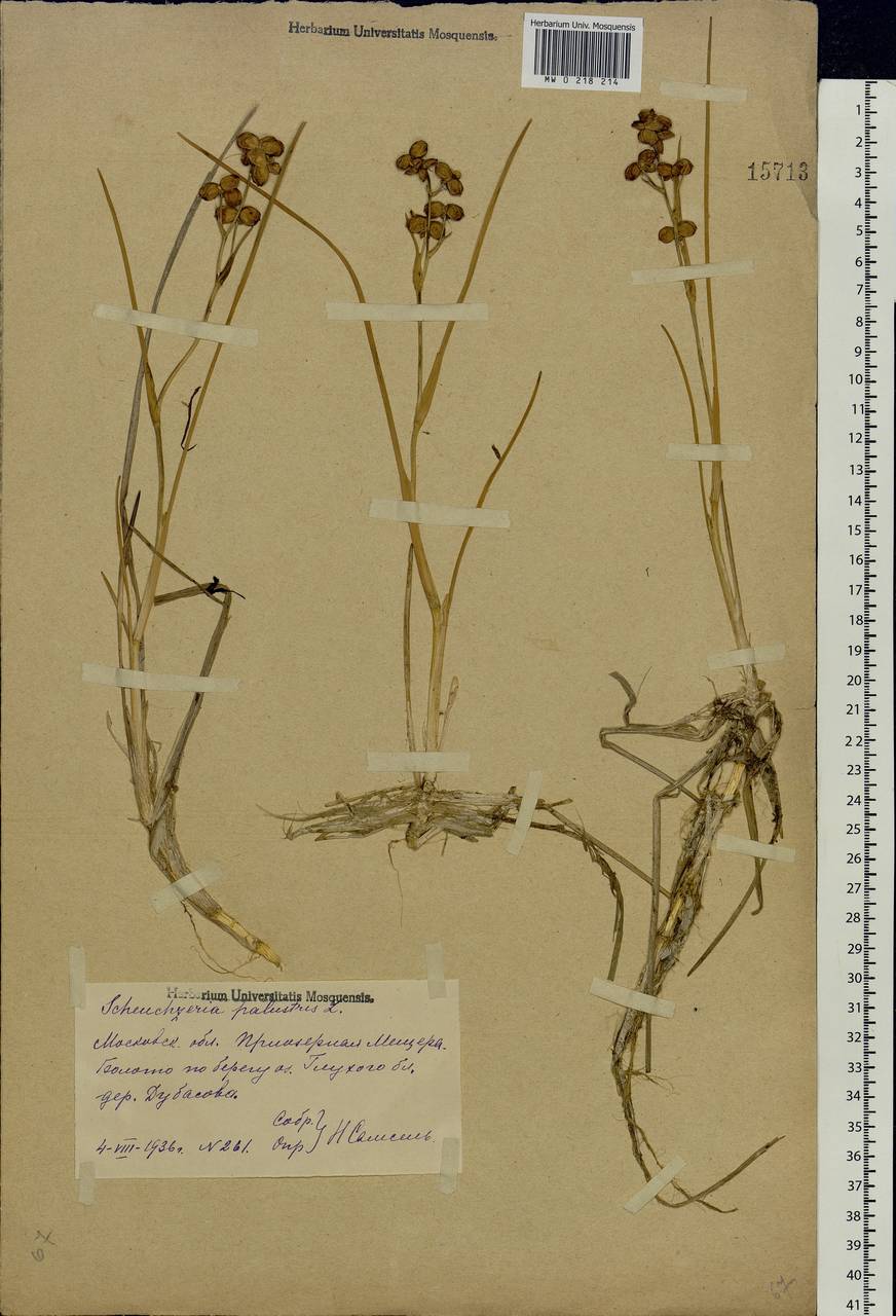 Scheuchzeria palustris L., Eastern Europe, Moscow region (E4a) (Russia)