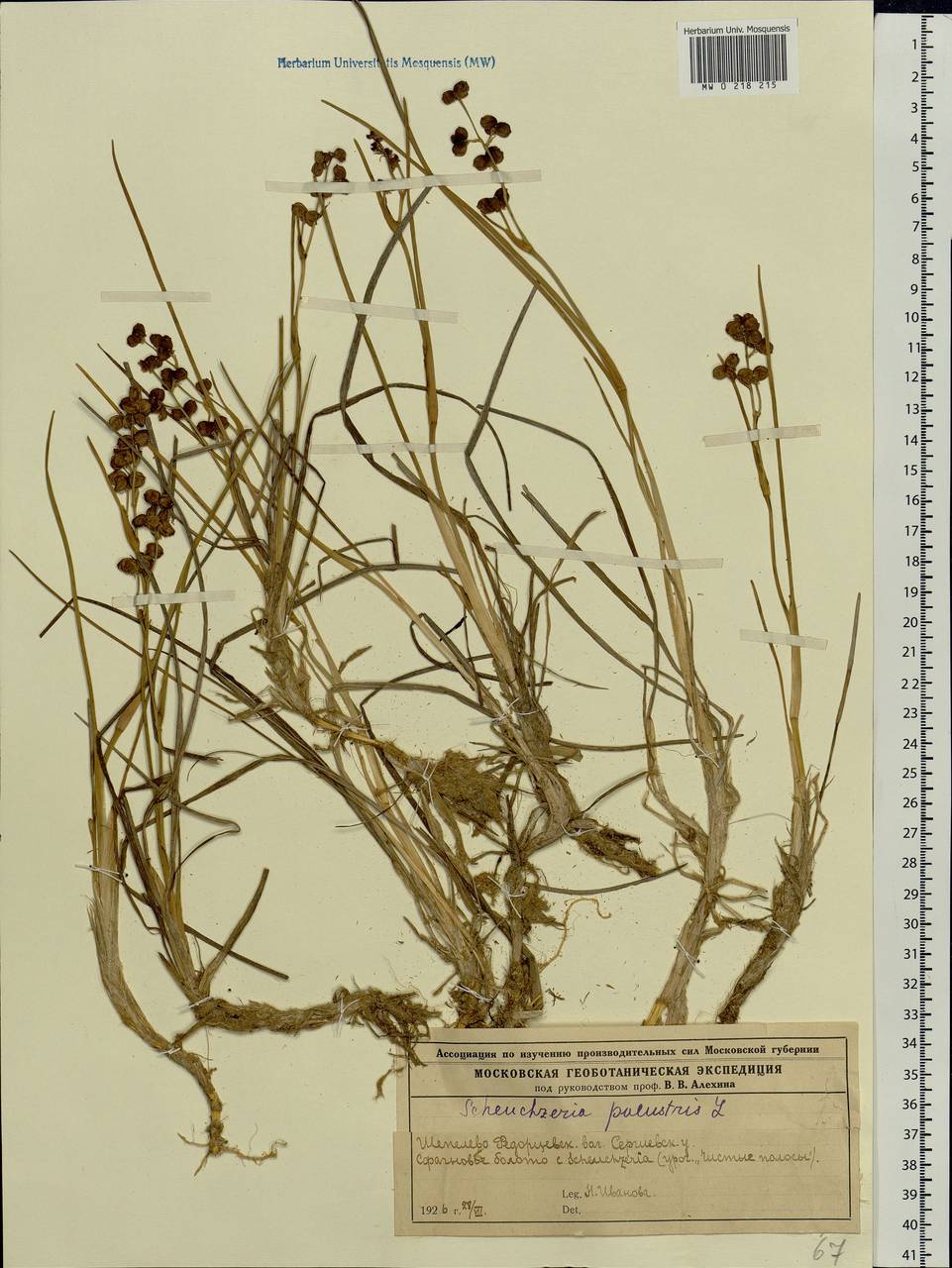 Scheuchzeria palustris L., Eastern Europe, Moscow region (E4a) (Russia)