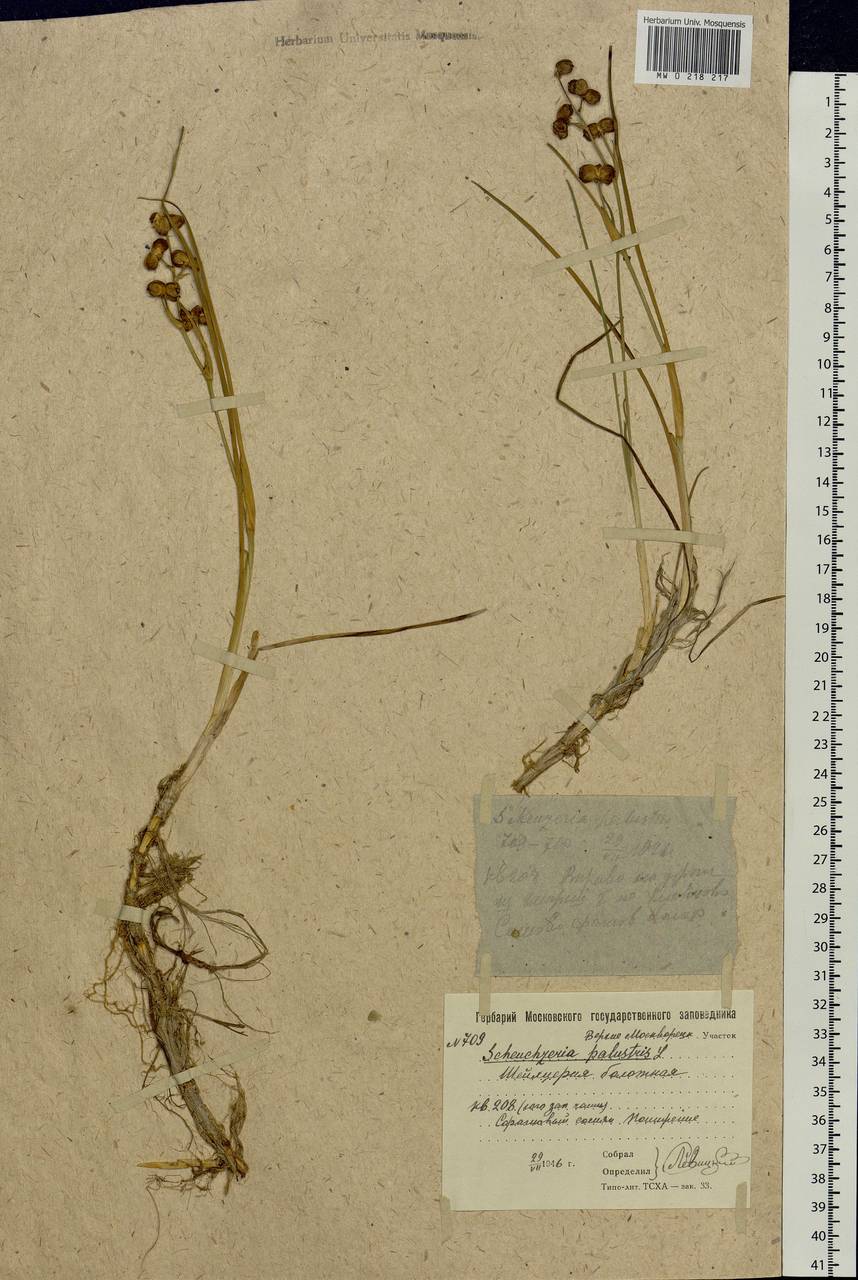 Scheuchzeria palustris L., Eastern Europe, Moscow region (E4a) (Russia)