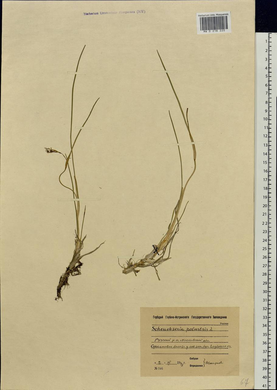 Scheuchzeria palustris L., Eastern Europe, Moscow region (E4a) (Russia)