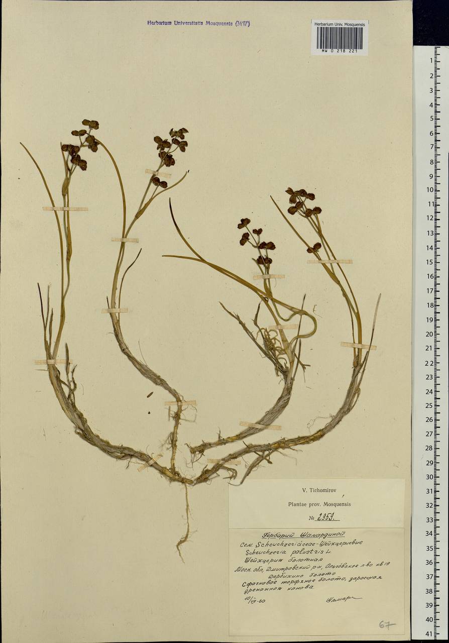 Scheuchzeria palustris L., Eastern Europe, Moscow region (E4a) (Russia)