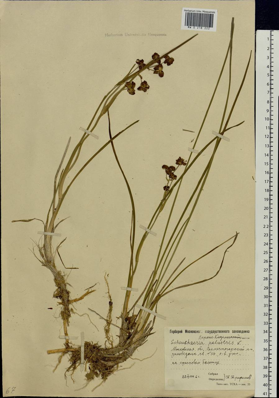 Scheuchzeria palustris L., Eastern Europe, Moscow region (E4a) (Russia)