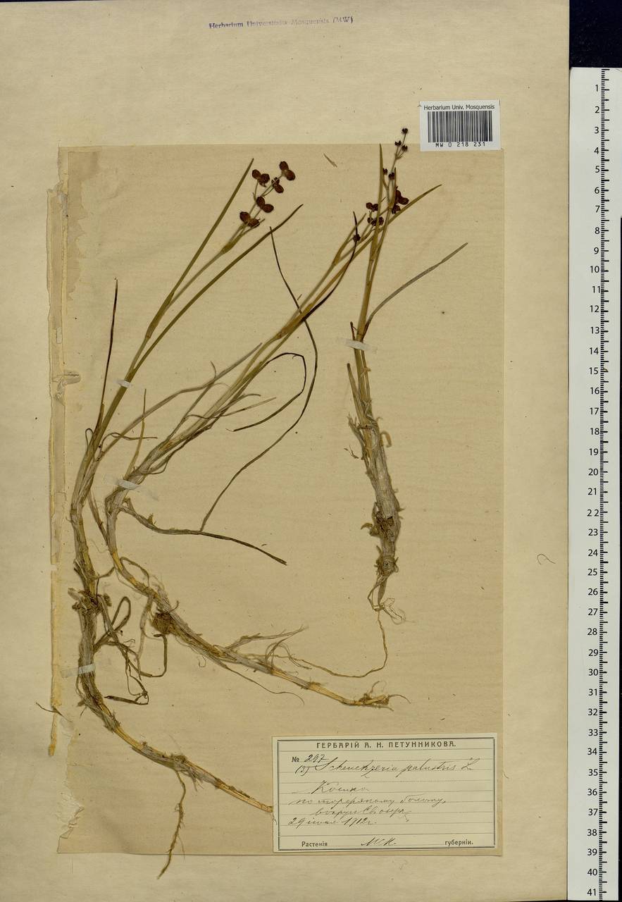 Scheuchzeria palustris L., Eastern Europe, Moscow region (E4a) (Russia)